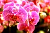 Esposizione Internazione di Orchidee